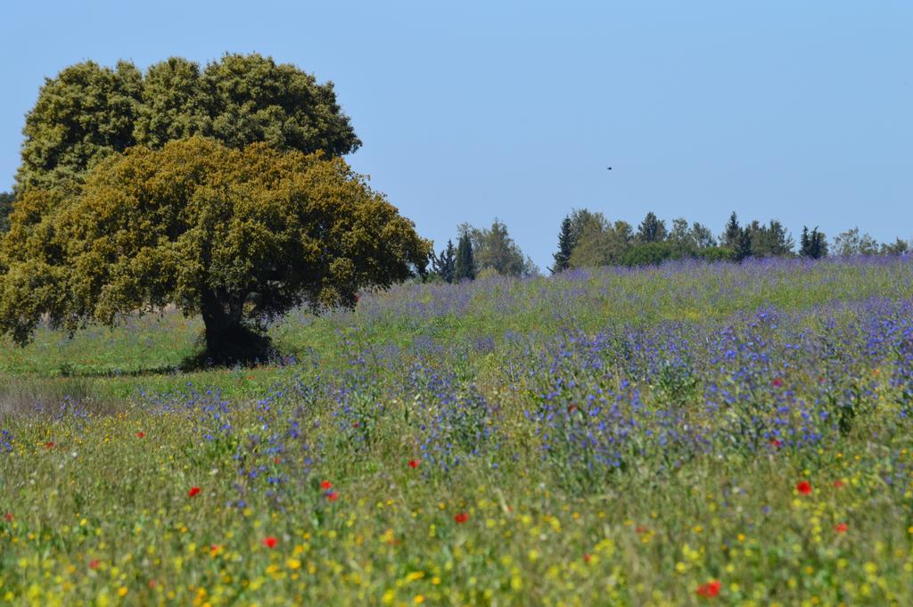 Monte Chalaca - Turismo Rural Ferreira Do Alentejo Eksteriør bilde
